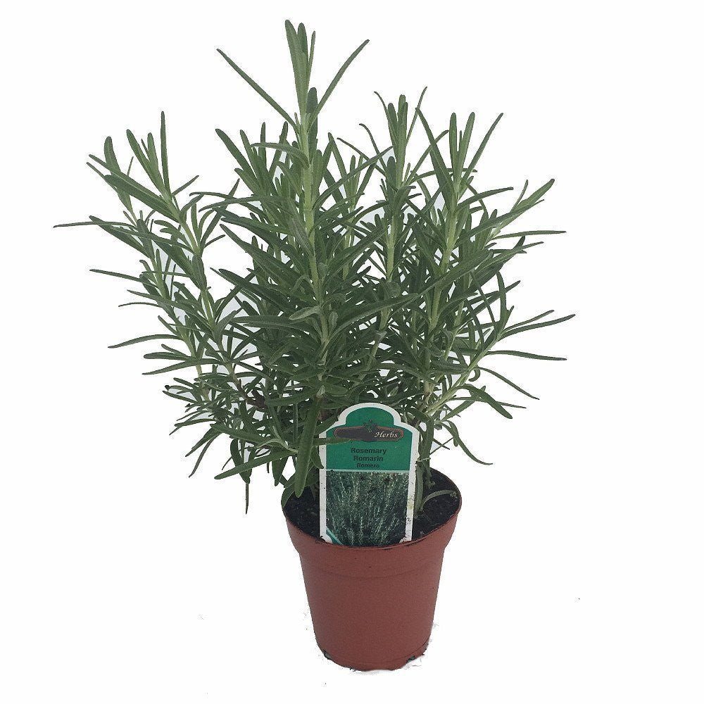 Arp Rosemary (Salvia rosmarinus) Live Plant