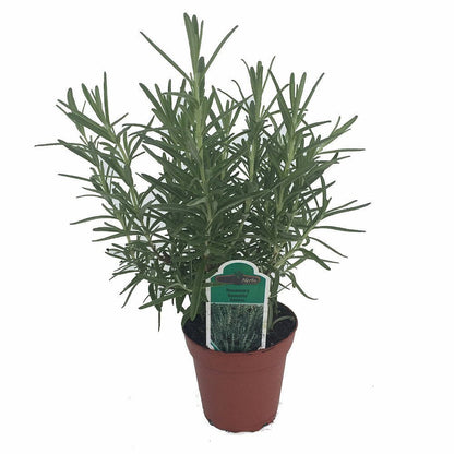 Arp Rosemary (Salvia rosmarinus) Live Plant