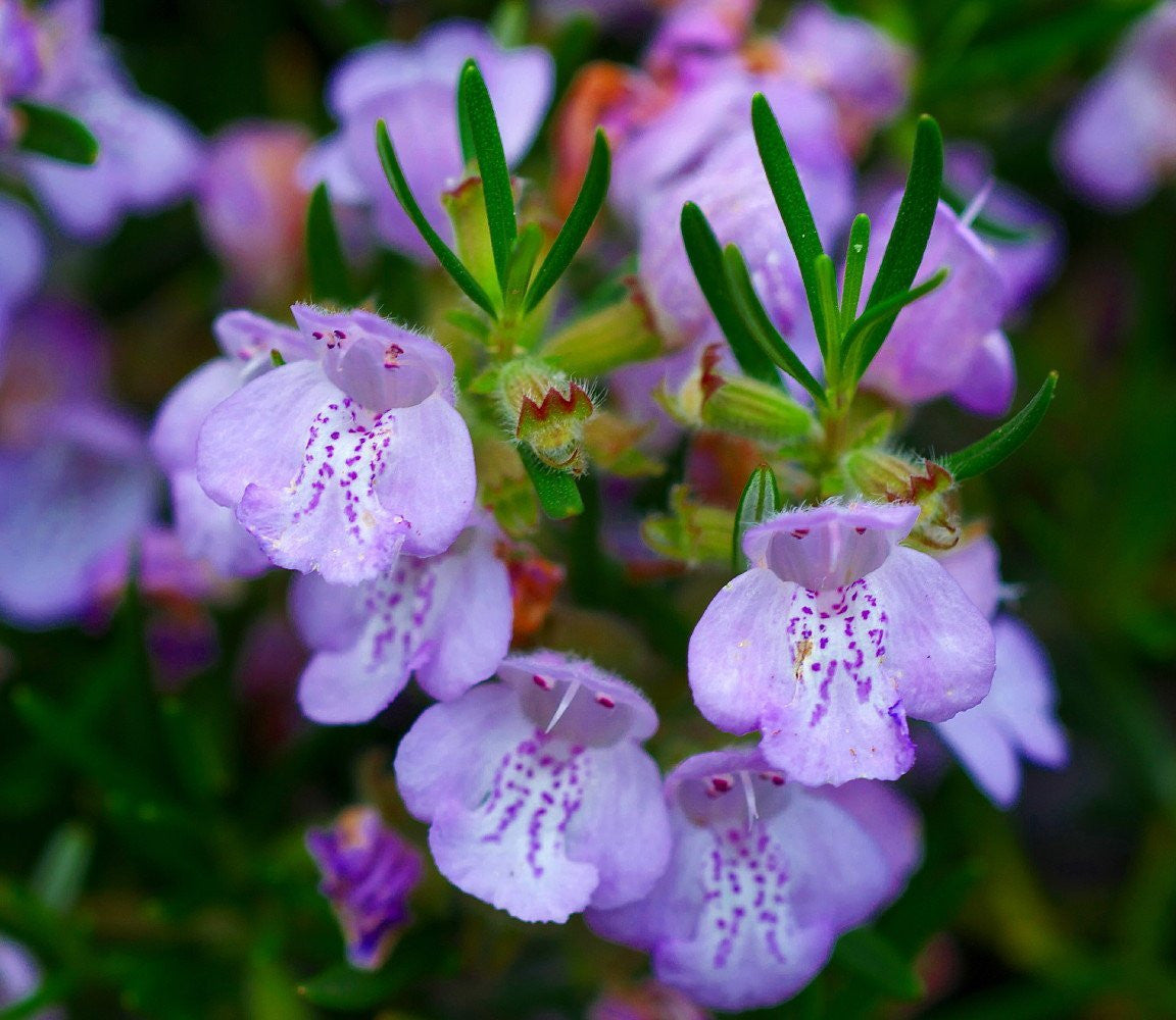 Arp Rosemary (Salvia rosmarinus) Live Plant