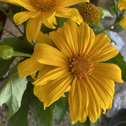 Yellow Mexican Sunflower Seeds, Tithonia Diversifolia, Perennial Flower Seeds to Attract Bees and Butterflies, Ideal for Ornamental Gardens, Beds, Patios
