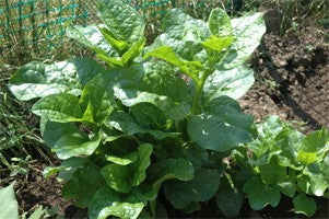 Malabar Spinach-Dharma