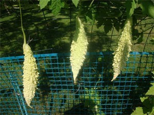 Bitter gourd-Gori