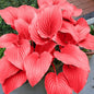 Red Hosta Seeds Ans Perennial Shade Loving Plants for Indoor And Outdoor Gardens, Pollinator Friendly And Low Maintenance