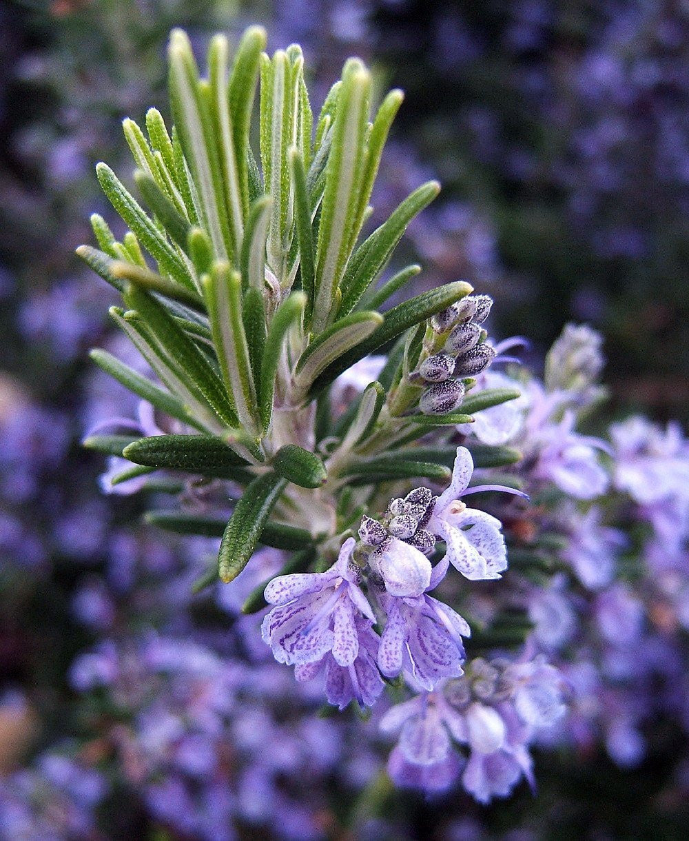 Arp Rosemary (Salvia rosmarinus) Live Plant