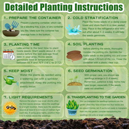 Blue And Purple Hosta Seeds