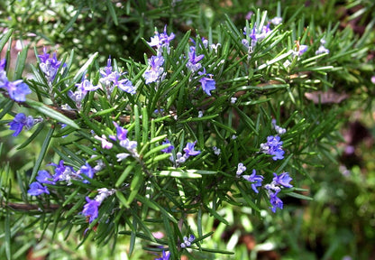 Arp Rosemary (Salvia rosmarinus) Live Plant