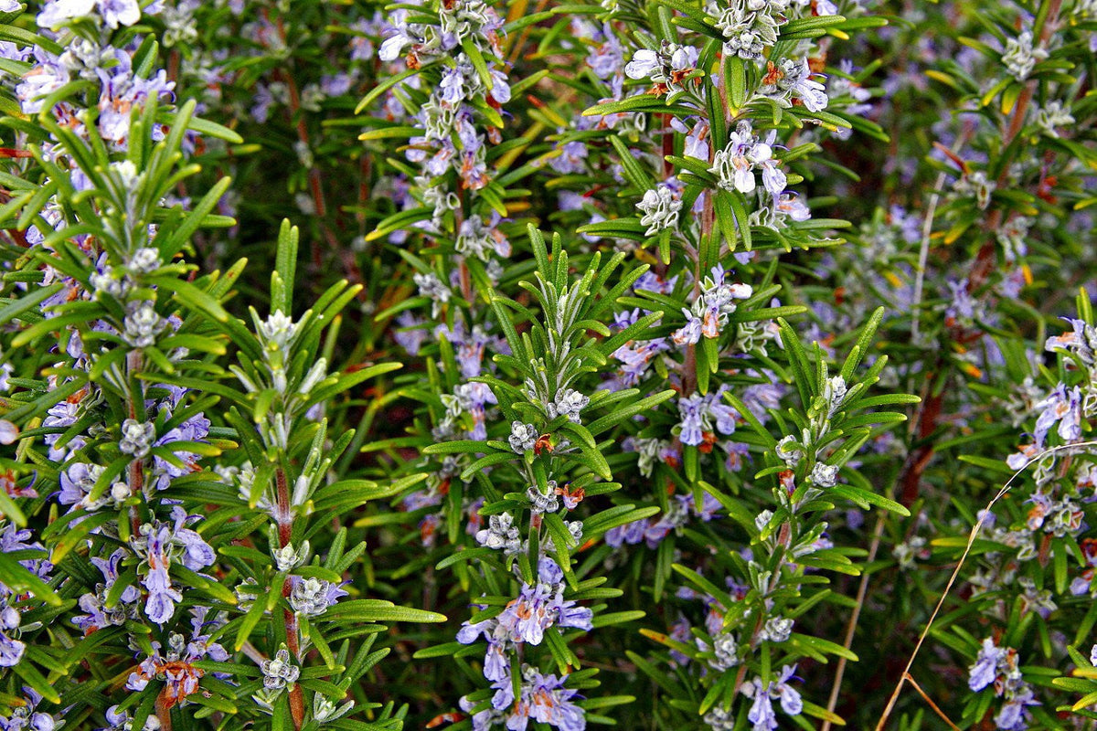 Arp Rosemary (Salvia rosmarinus) Live Plant
