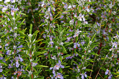 Arp Rosemary (Salvia rosmarinus) Live Plant