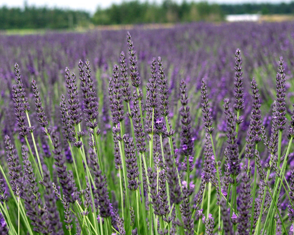 Grosso Lavender (Lavandula × intermedia) Live Plant