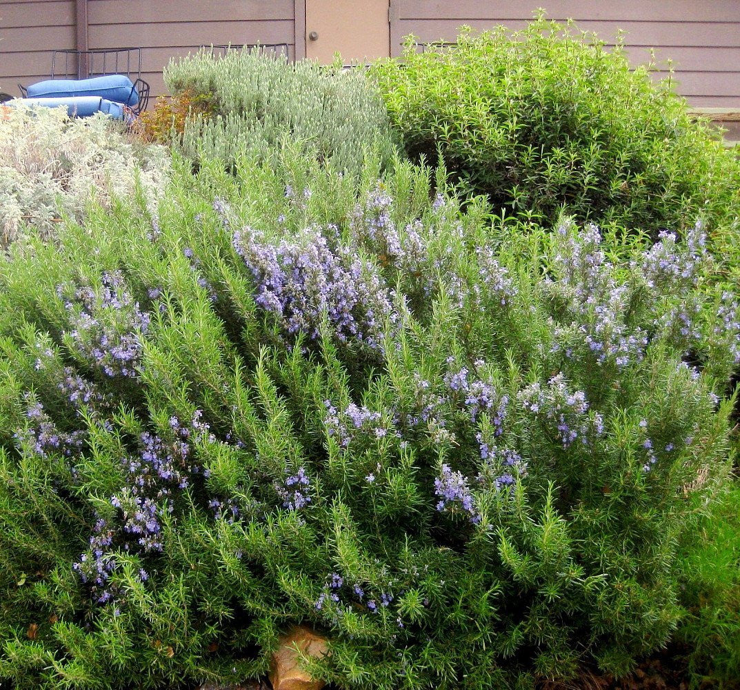 Arp Rosemary (Salvia rosmarinus) Live Plant