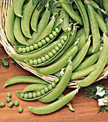 Pea-Wando