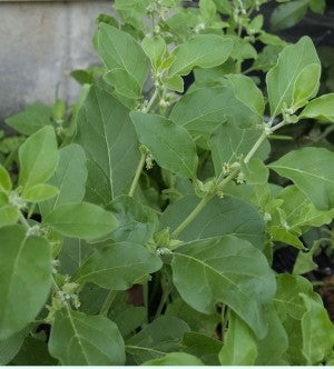 Ashwagandha Seeds