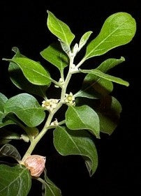 Ashwagandha Seeds