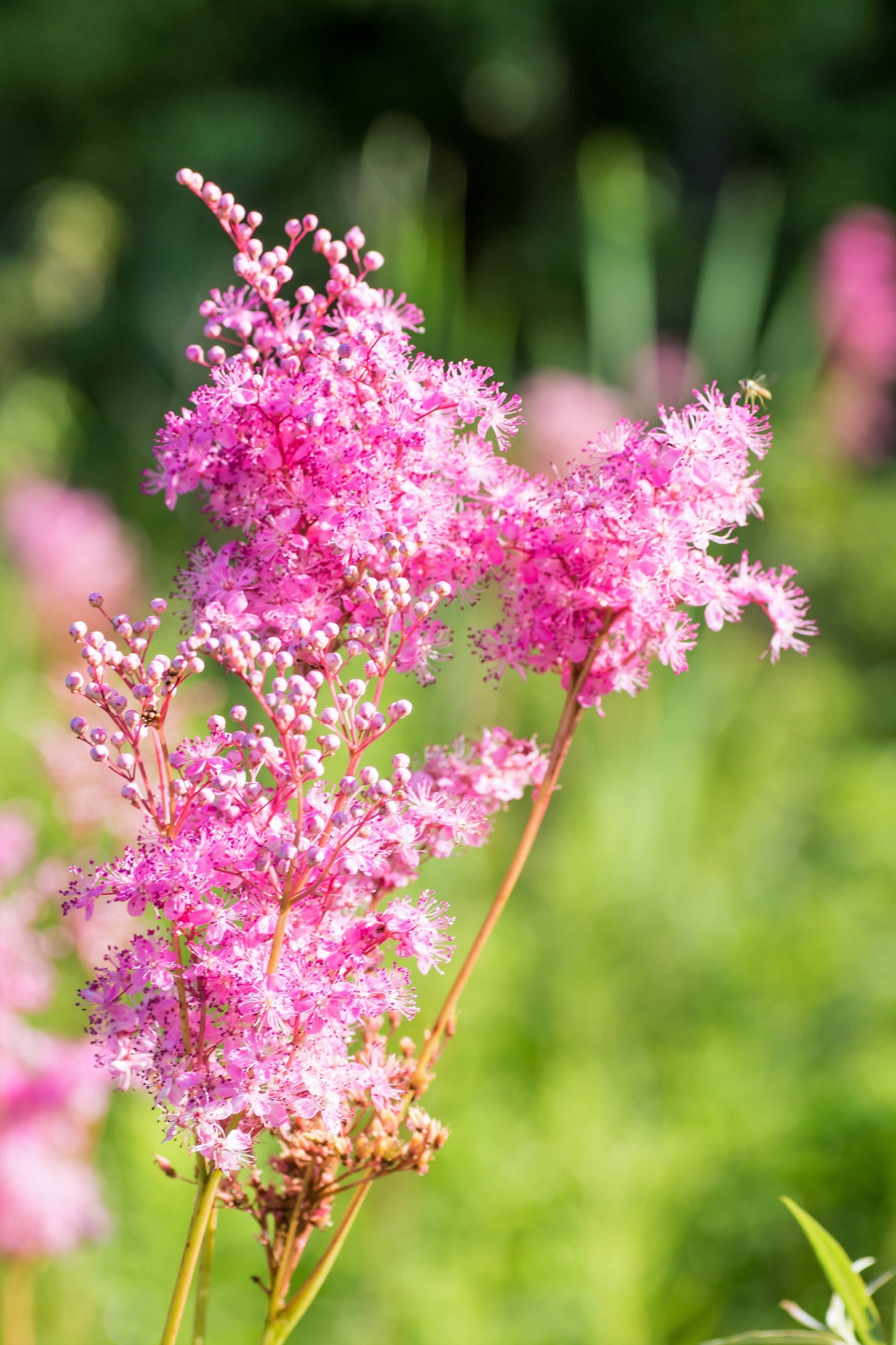 10 Meadowsweet (Filipendula Rubra) Seeds