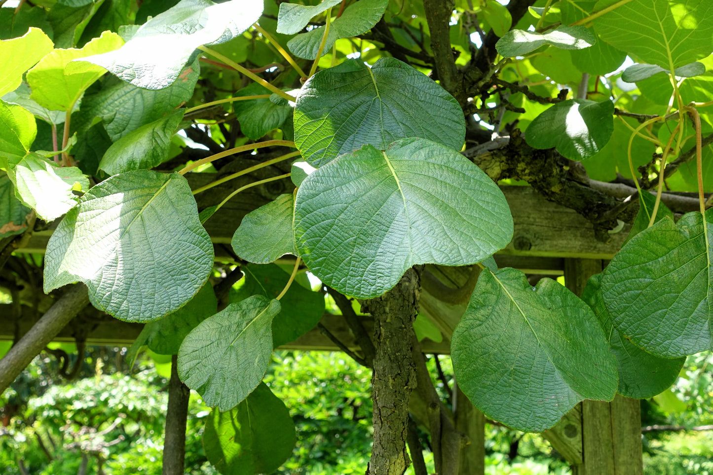 50 Golden Kiwi Fruit (Actinidia Chinensis) Seeds