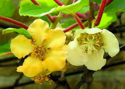50 Golden Kiwi Fruit (Actinidia Chinensis) Seeds
