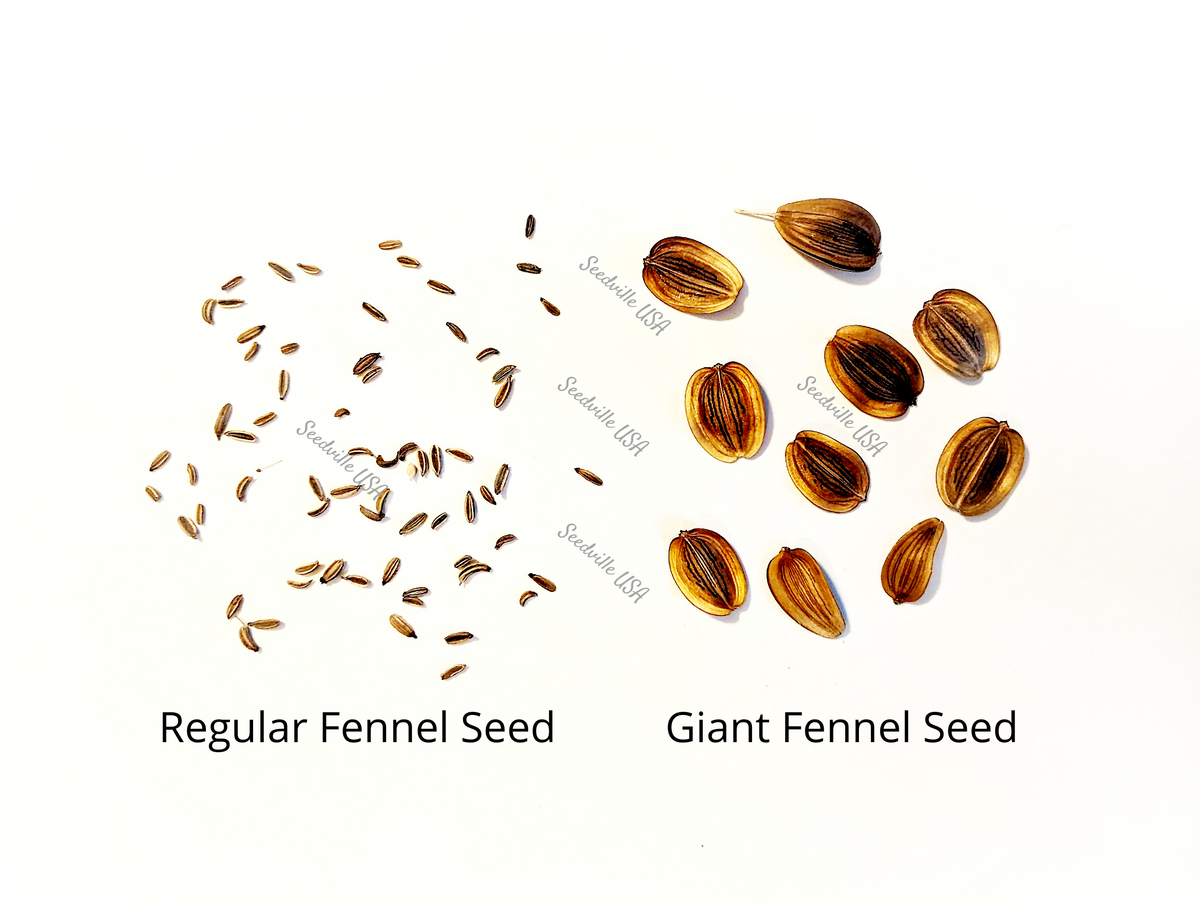 Giant Fennel (Ferula communis) Seeds – 15 ct