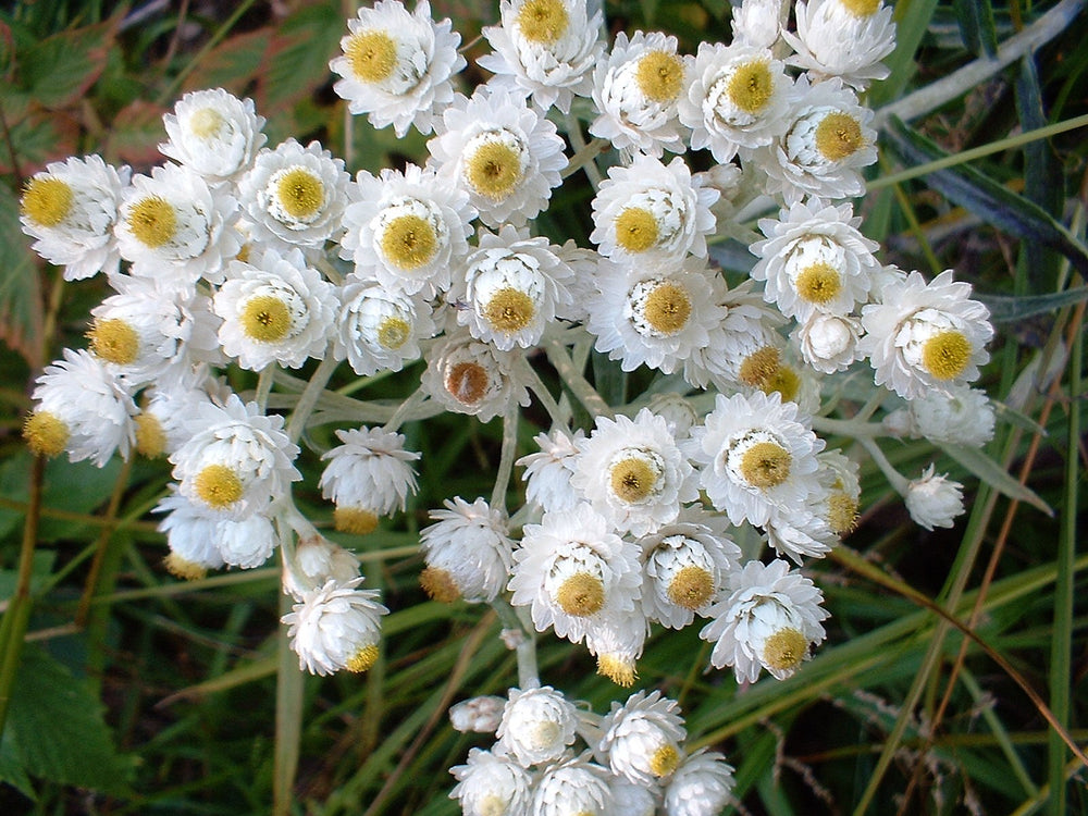 Pearly Everlasting (Anaphalis margaritacea) Seeds – 100 ct