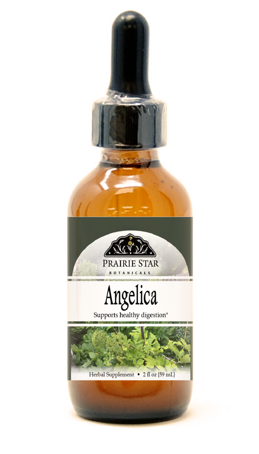 Angelica Root Tincture or Glycerite