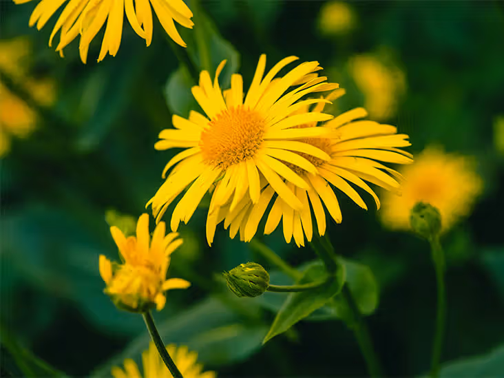 Mountain Arnica – 20 Seeds