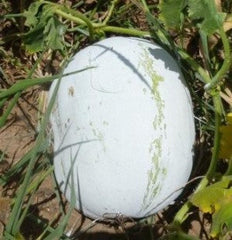 Ash Gourd/Melon-Yash