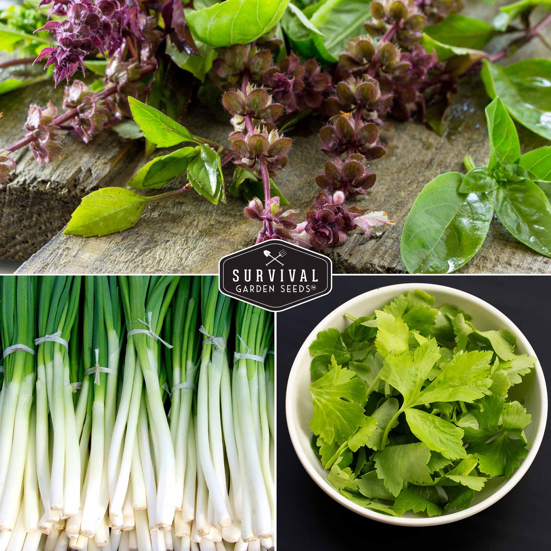 asian garden seeds Asian Vegetable Seed Collection – 6 Heirloom, Non-GMO Varieties for St – Haven Herbs