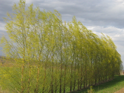 Austree Hybrid Willow (Salix mutsudana x Salix alba) seedling