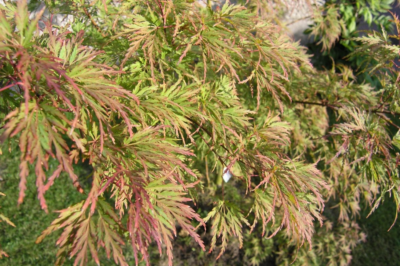 10 Green Laceleaf Maple (Acer Palmatum Dissectum Viridis) Seeds