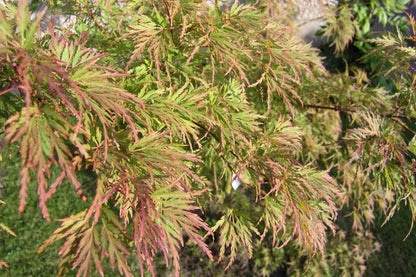 10 Green Laceleaf Maple (Acer Palmatum Dissectum Viridis) Seeds