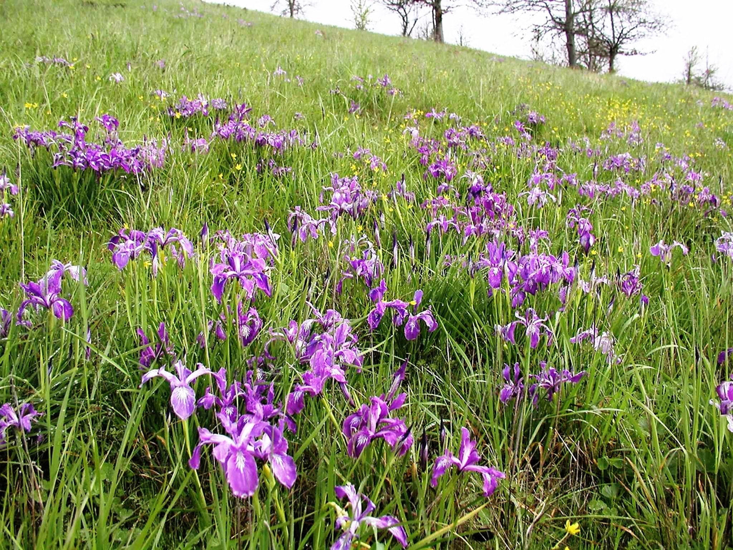 20 Oregon Iris (Iris Tenax) Seeds