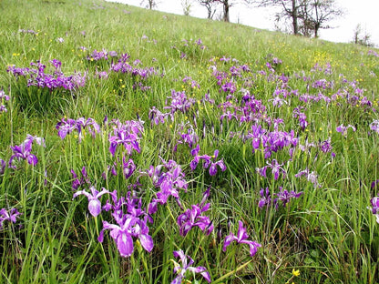 20 Oregon Iris (Iris Tenax) Seeds