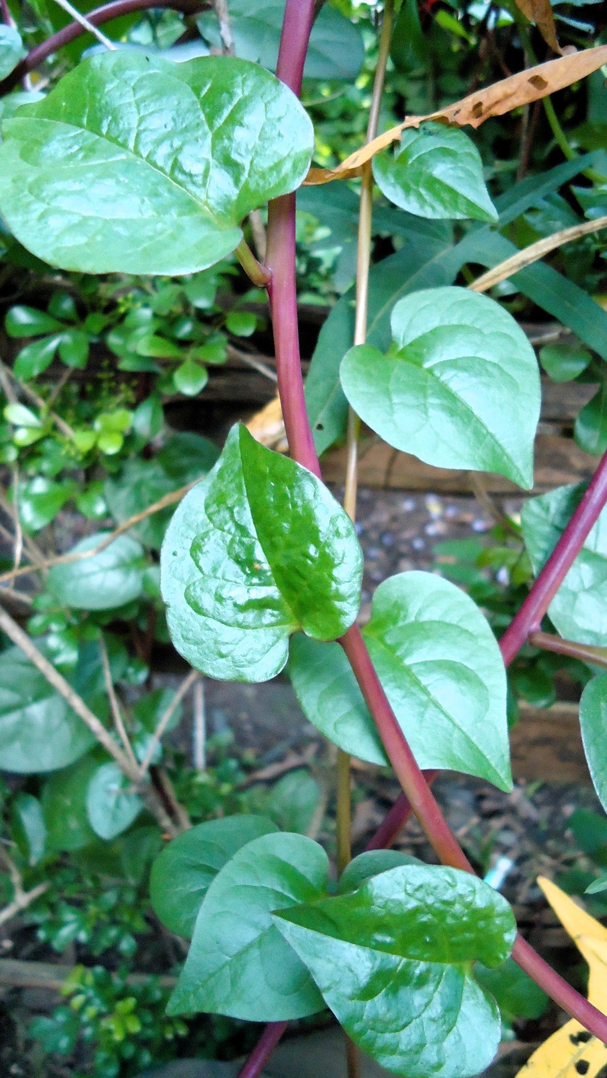 50 Red Malabar Spinach (Basella Alba Rubra) Seeds