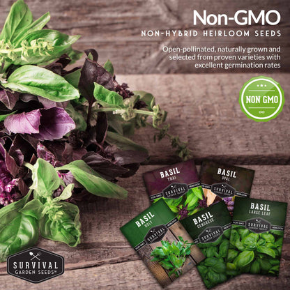 5 Basil Seed Collection – Genovese, Holy (Tulsi), Large Leaf, Opal & Thai Basil Seeds for Culinary and Herbal Gardens