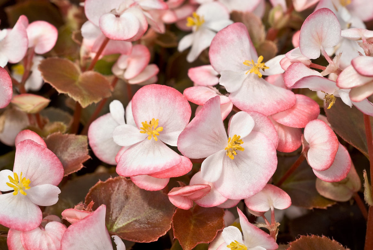 Mixed Wax Begonia (Begonia semperflorens) Seeds – 25 ct