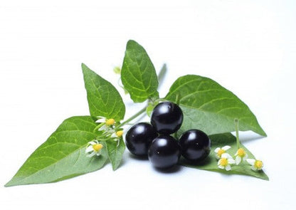 Black Nightshade-Manathakkali