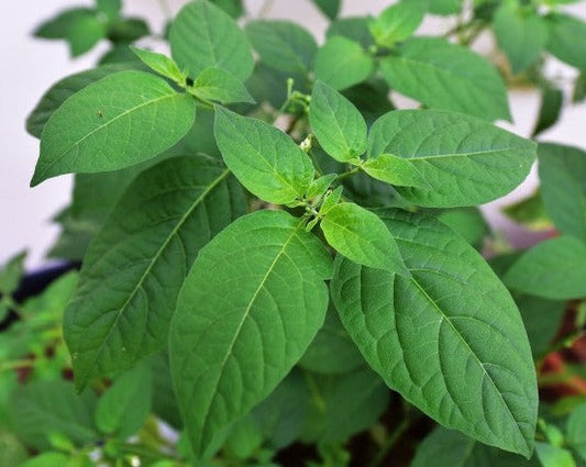 Black Nightshade-Manathakkali