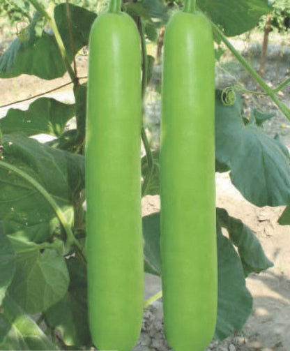 Bottle gourd-Dhol