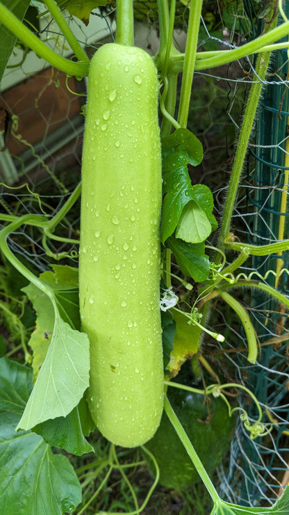 Bottle gourd-Dhol