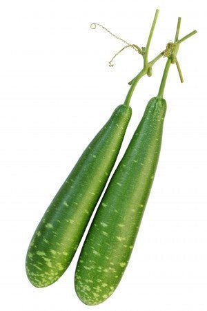 Bottle gourd-Monsoon