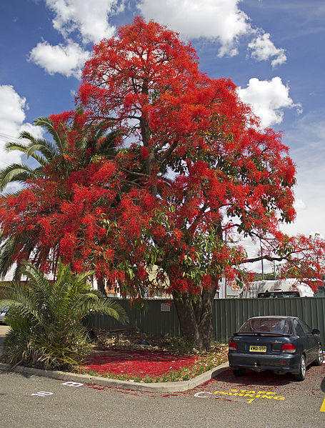 Illawarra Flame Tree / Kurrajong (Brachychiton Acerifolius) seeds
