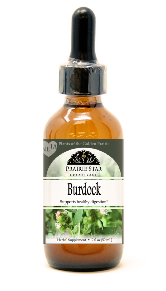 Burdock Tincture or Glycerite