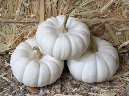 15 WHITE Baby Boo MINI PUMPKIN Miniature Cucurbita Pepo Vegetable Seeds