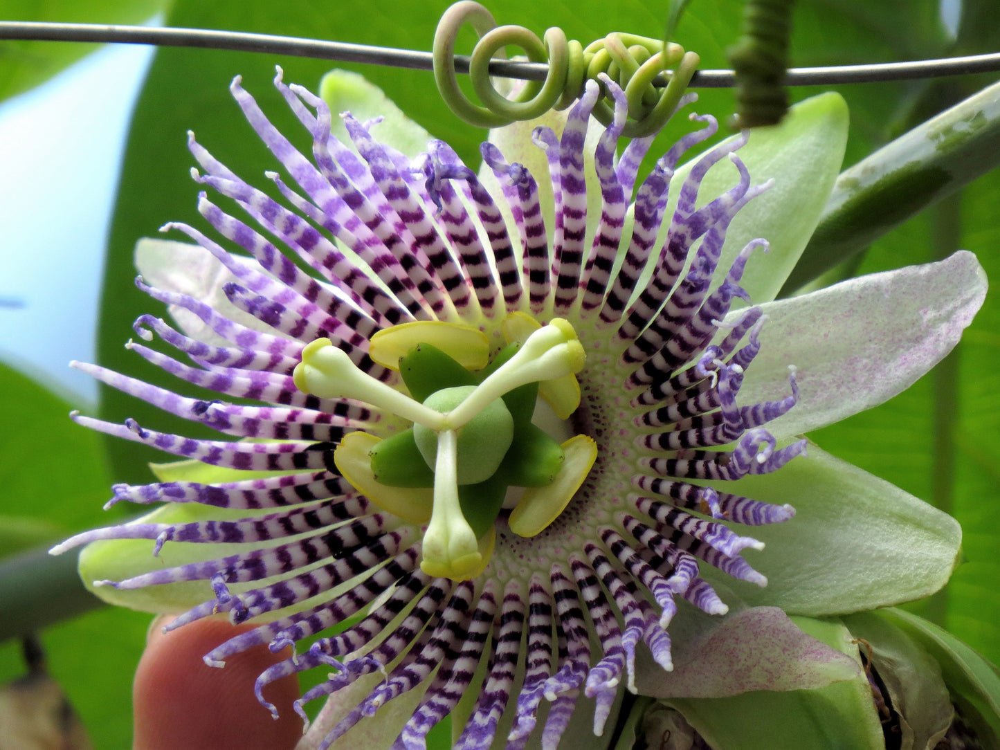 10 Sweet Granadilla/Yellow Passionfruit (Passiflora Ligularis) Seeds