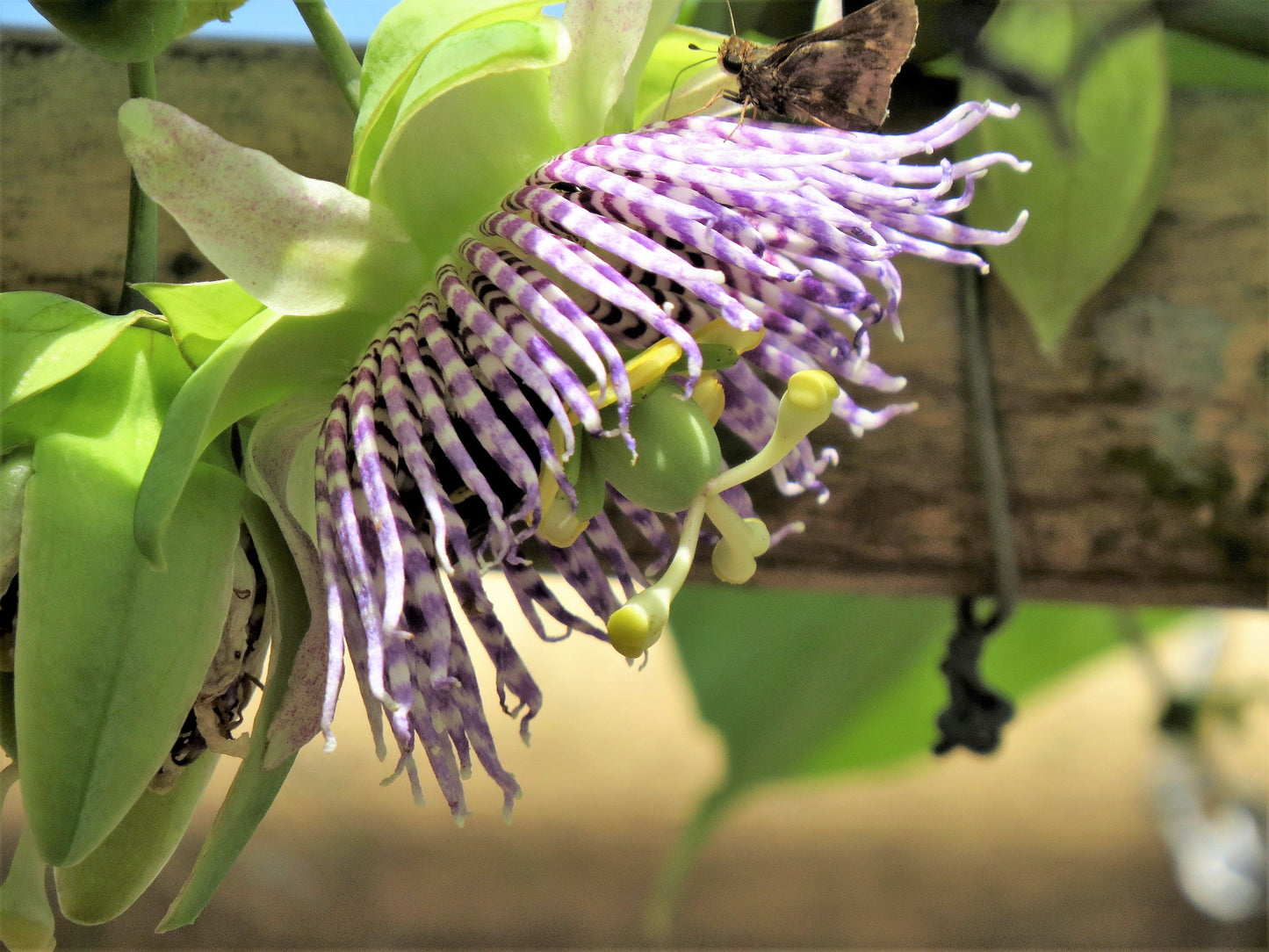 10 Sweet Granadilla/Yellow Passionfruit (Passiflora Ligularis) Seeds