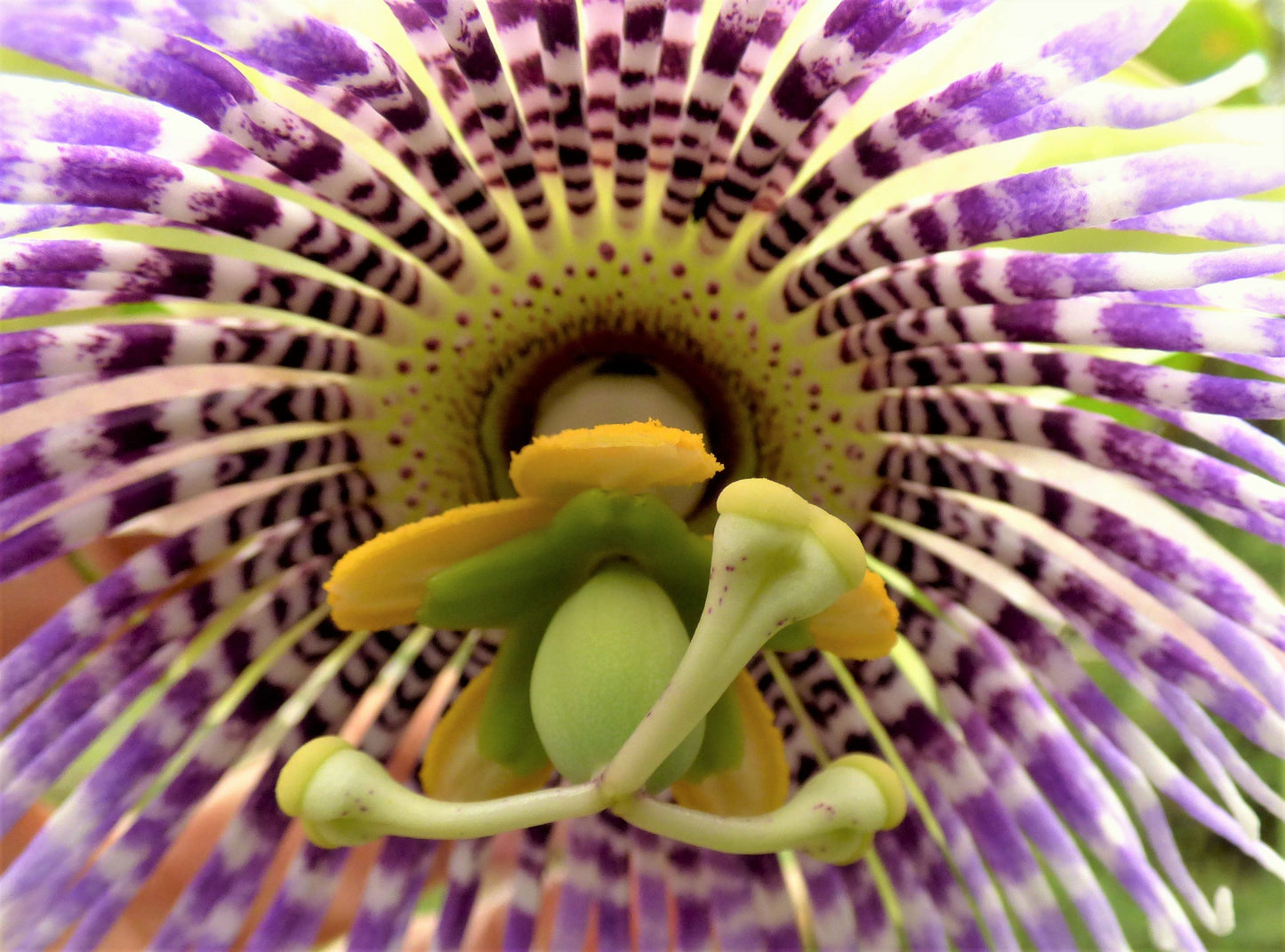 10 Sweet Granadilla/Yellow Passionfruit (Passiflora Ligularis) Seeds