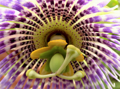 10 Sweet Granadilla/Yellow Passionfruit (Passiflora Ligularis) Seeds