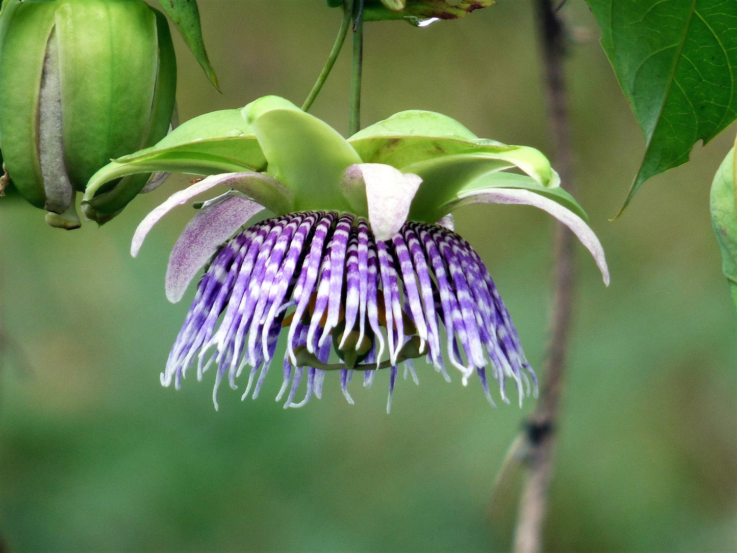 10 Sweet Granadilla/Yellow Passionfruit (Passiflora Ligularis) Seeds