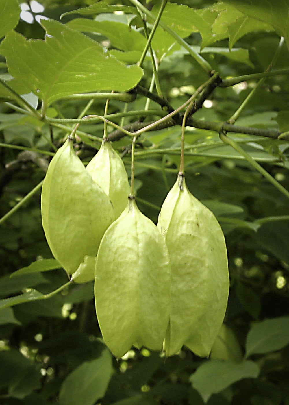 American Bladdernut (Staphylea trifolia) Seeds – 5 ct