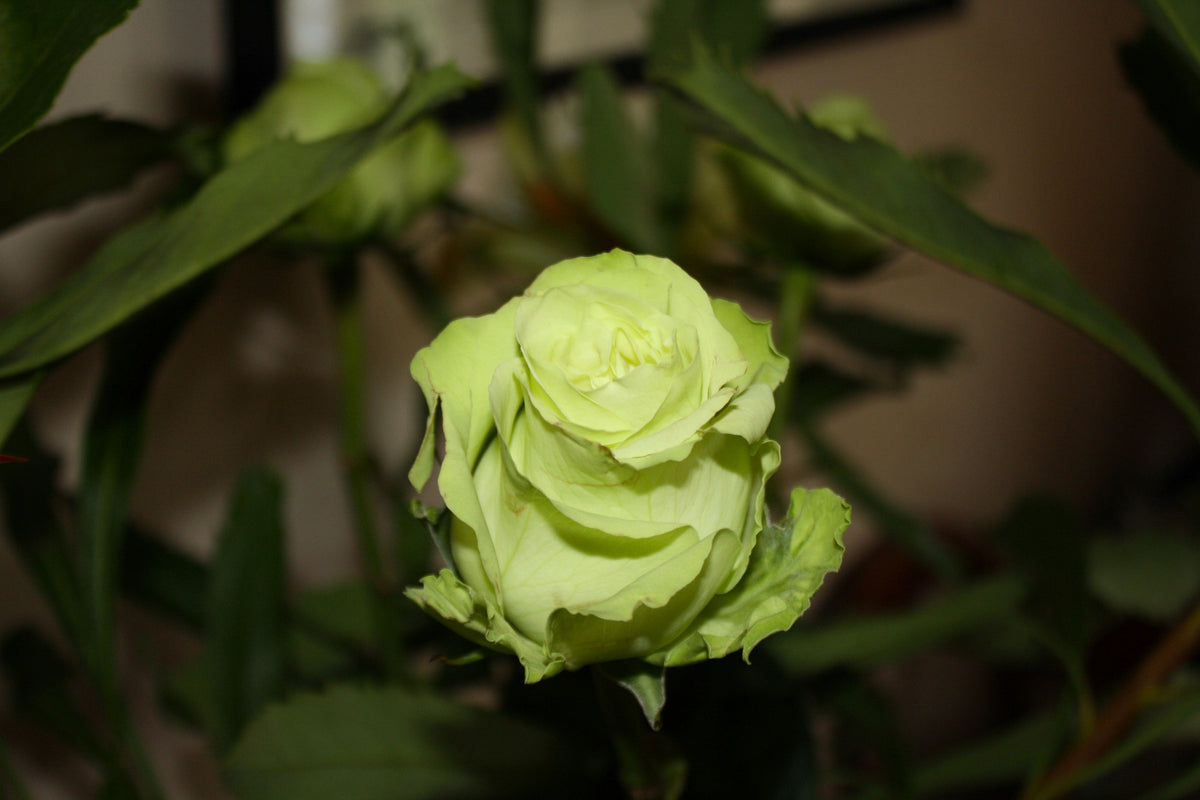 Green Rose (Rosa spp.) Seeds – 5 ct