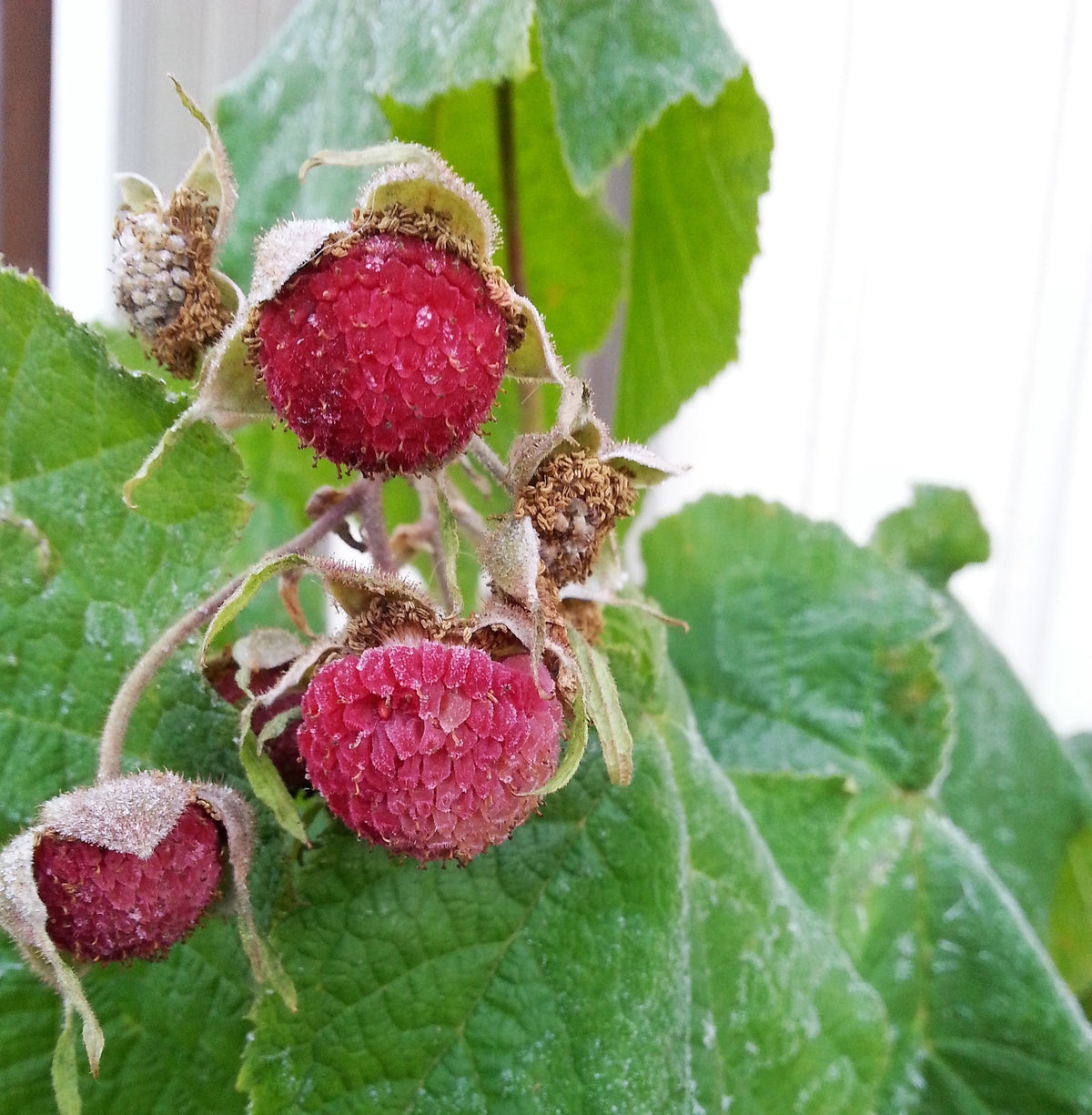 Purple Flowering Raspberry (Rubus odoratus) Seeds – 20 ct